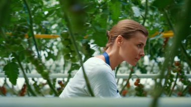 Dişi çiftçi, domates tarlasını analiz ediyor. Küçük tarımsal sera.