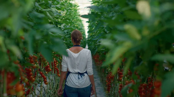 农民在现代农艺学温室中察看番茄种植蔬菜. — 图库照片
