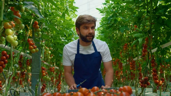 Εργάτης φύτευσης που συλλέγει ντομάτες στην οργανική φύση — Φωτογραφία Αρχείου