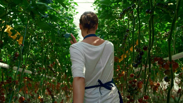 Ντομάτα φυτεία γυναίκα αγρότης επιθεωρήσει ώριμη συγκομιδή.Εξοχή επιχειρηματική έννοια — Φωτογραφία Αρχείου