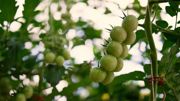 Grüne Kirschtomaten Hängestammpflanze auf Gemüseplantage. Bio-Konzept. — Stockfoto