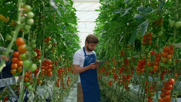 Kasvitieteellinen erikoistabletti viljelyn tomaattien laadun tarkastaminen maatilalla kuvapankkikuva