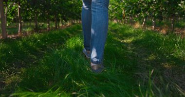 Yakın plan tarım uzmanı ağaçların kalitesini kontrol eden tarlalara gidiyor.