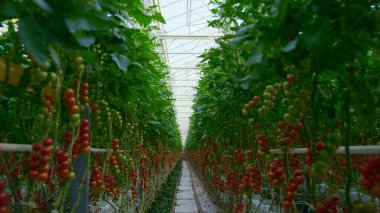 Domates bitkileri yetiştirme süreci büyük yeşil, güneşli tarım konsepti üzerine