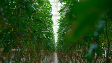 Domatesler yeşil yapraklar arasında modern sıcak serada bitki yetiştirme kavramı