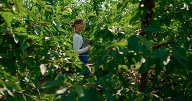 Tarım uzmanı yeşil bahçedeki ağaç hasadını tabletle inceliyor.