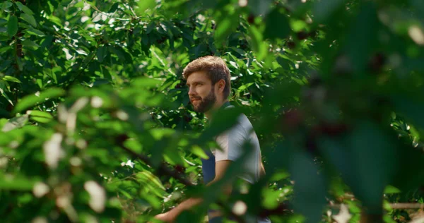 Άνδρας αγρότης που περπατά σε φυτείες καλλιεργώντας πράσινα βιολογικά φυτά το καλοκαίρι — Φωτογραφία Αρχείου