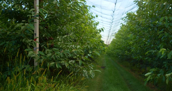 Plantación ecológica de agronegocios en tierras agrícolas. Huerto vacío jardín de frutas. — Foto de Stock