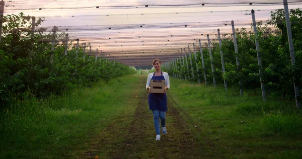 Femme agronom promenade jardin exploitation cerise récolte boîte de fruits dans la plantation maison. — Photo