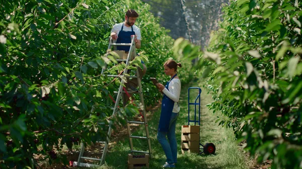 Equipo de trabajadores agrícolas verificando la calidad de árboles frutales en invernadero caliente discutiendo — Foto de Stock