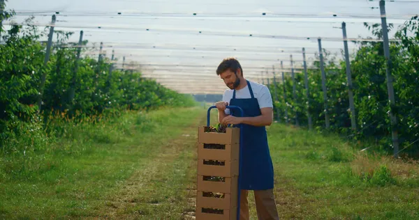 Muž farmář drží čerstvé bobule v blízkosti krabice na slunné letní zemědělství plantáž. — Stock fotografie