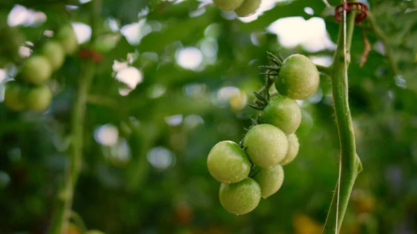 Nasse grüne Tomatenpflanze Stängel wächst Farm Plantage Nahaufnahme. Landwirtschaftlicher Hintergrund — Stockfoto