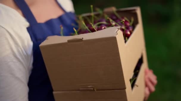 Agronomist presenting cherry harvest basket in summer fruit garden plantation. — Stock Video