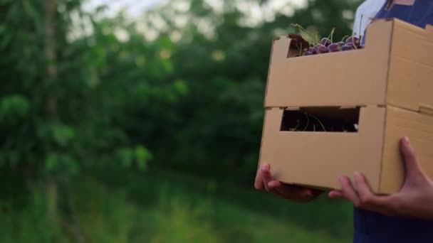 Садівник тримає вишневий кошик. Жінка фермер ходить з ягідним врожаєм . — стокове відео
