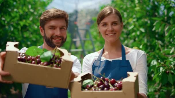 Dos agricultores que muestran la cosecha de cerezas en cajas de cajas en el huerto de frutas del mercado local. — Vídeo de stock