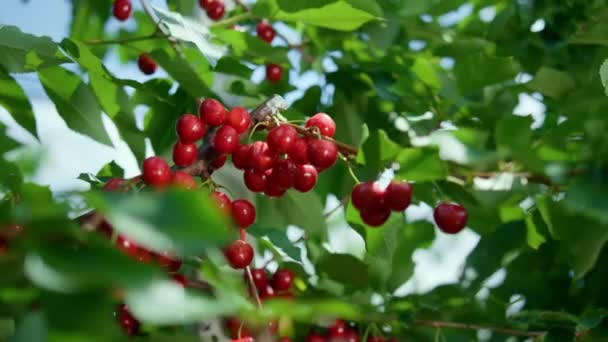 Röda bär gröna löv gren träd närbild. Landsbygd rå läcker körsbärsfrukt — Stockvideo