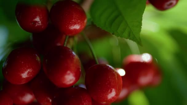 Primeros planos de la cosecha de la rama de cereza húmeda. Nutrición estacional dulce madura. — Vídeo de stock