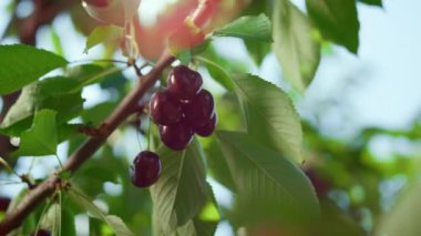 Doğal yeşil çiftlikte yetişen taze kırmızı kiraz ağacı güneşli yaz günü yakın plan