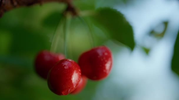 Fruta de cereja doce molhada pendurada árvore de perto. Condensação de baixa em baga brilhante. — Vídeo de Stock