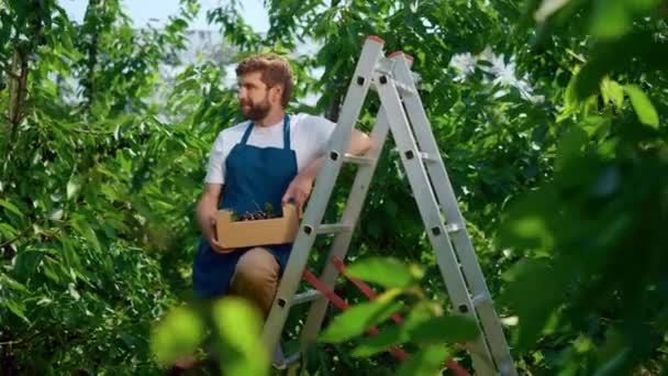 Man boer met bessendoos glimlachend in grote groene landbouwplantage — Stockvideo