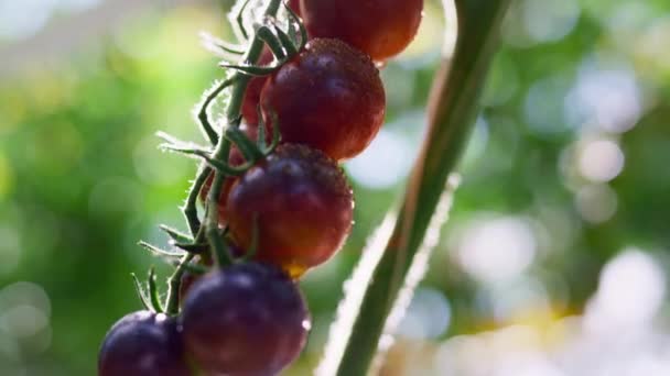 Bouquet de tomates humides poussant sur une plantation ensoleillée à peu près. Agro-culrure de serre. — Video