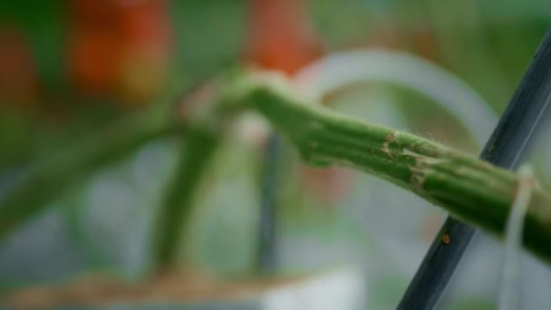 Tomatenstammpflanzenanbau in Plantage-Nahaufnahme. Makrosaisonale Landwirtschaft. — Stockvideo