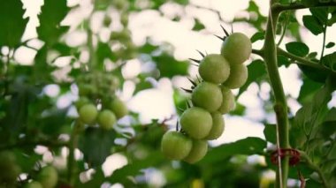 Sebze çiftliğindeki yeşil kirazlı domates sapı bitkisi. Organik konsept.