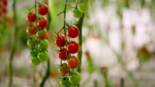 Красно-зеленый помидор Черри висит ветвь завода крупным планом. Вегетарианская пищевая промышленность. — стоковое видео