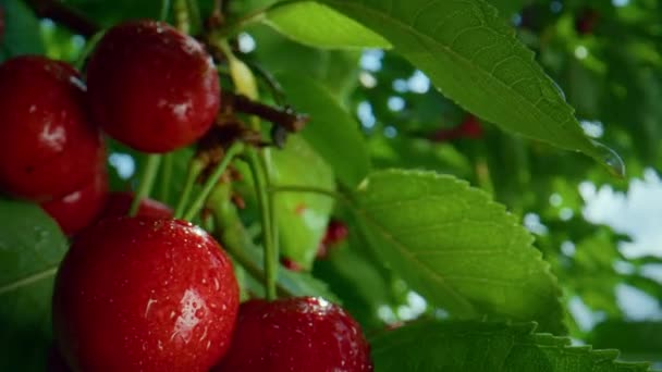 Primeros planos de la rama colgante de cereza roja húmeda. Árbol fresco maduro brillante de las vitaminas de fruta. — Vídeos de Stock
