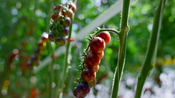 Punainen tomaatti kasvi varsi kasvaa plantaasin lähikuva. Vihannesten kypsytys maatilalla. — kuvapankkivideo