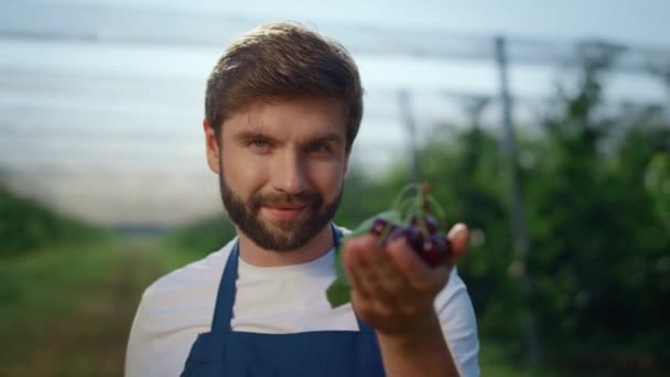 Успішний чоловік-підприємець тримає свіжу ягоду в урожайний сезон влітку . — стокове відео