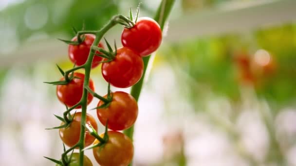Vermelho molho de tomate verde em planta haste closeup. Apetite arbusto macro fundo — Vídeo de Stock