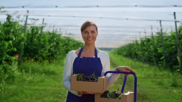 Tarım çiftliğinde taze organik çiftlik kirazıyla dolu bir kutu tutan kadın çiftçi.. — Stok video