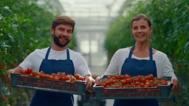 Two farmer looking camera holding organic vegetable box tomato in greenhouse. — Stock Video