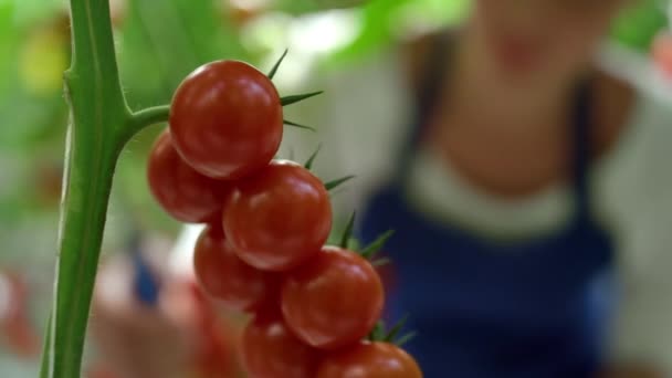 Pracownik gospodarstwa zbierający pomidory z bliska na temat koncepcji słonecznej plantacji wiejskiej — Wideo stockowe