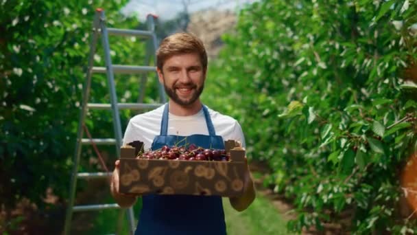 Agricultor mostrando cosecha de cerezo sosteniendo caja de frutas orgánicas en invernadero huerto. — Vídeos de Stock