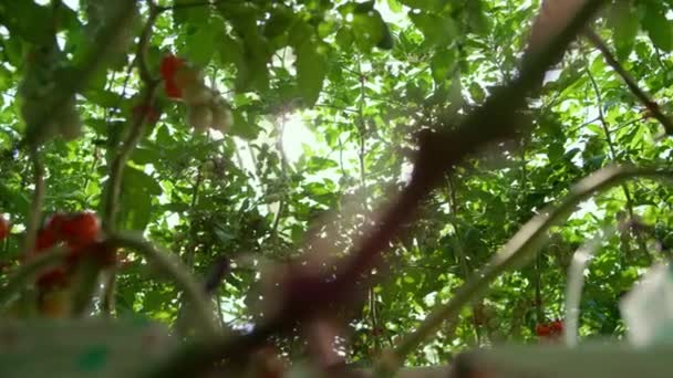 Rode tomaten struiken groeien op takken in grote landbouwgrond kas tussen bladeren — Stockvideo