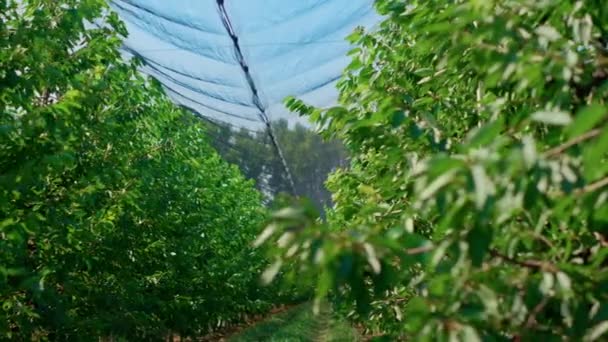 Grüne Bäume, die Gewächshäuser anbauen, bauen biologisches Obst für Vegetarier an — Stockvideo