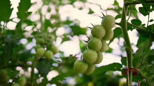 Planta de tallo colgante de tomate cherry verde en plantación vegetal. Concepto orgánico. — Vídeo de stock