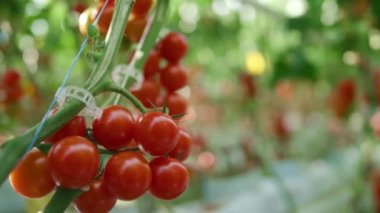 Sıcak, modern sera konseptine göre ağaç dalında yetişen yakın kırmızı domatesler.