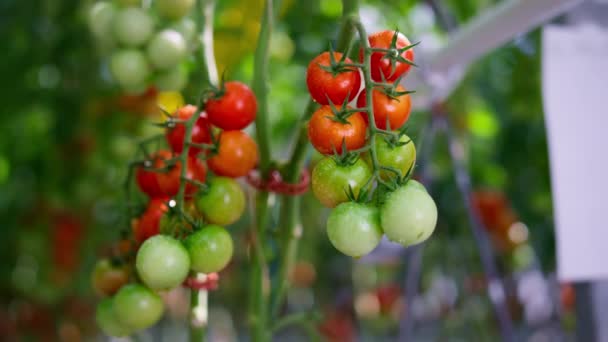 Verde rojo cereza tomate colgante planta tallo primer plano. Concepto de vitamina rural cruda. — Vídeo de stock