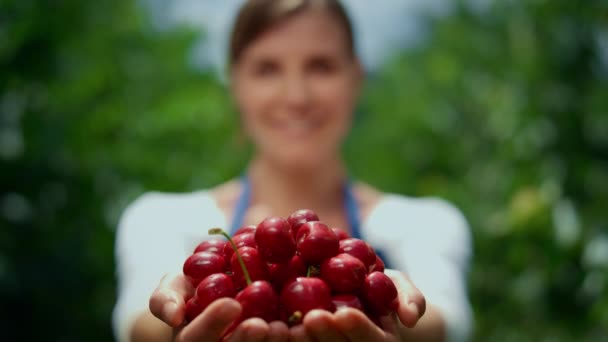 農家の手で桜の収穫。緑の果樹園でベリーを保持する女性農学者. — ストック動画