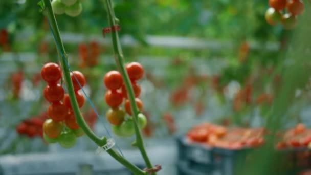 Ramos de tomates vermelhos crescendo em quente ensolarado processo de transporte de estufa — Vídeo de Stock