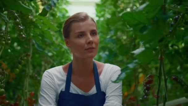 Boer inspecteert tomatenplantage op biologische boerderij.Vrouwelijke ondernemer controleert planten — Stockvideo