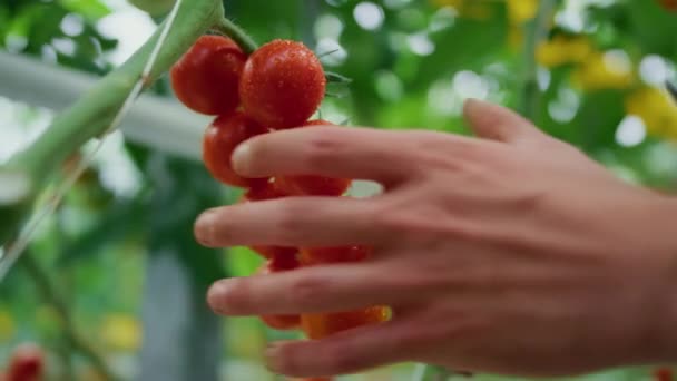 農地の温室でトマトを摘む農家を閉鎖する。農業の概念 — ストック動画