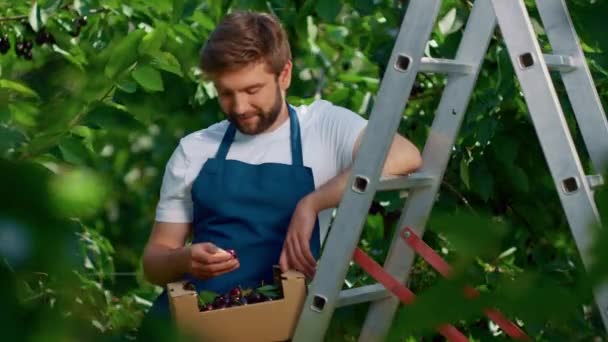 Boerderij werknemer oogsten bessen fruit kleine doos in groene bomen plantage glimlachen — Stockvideo
