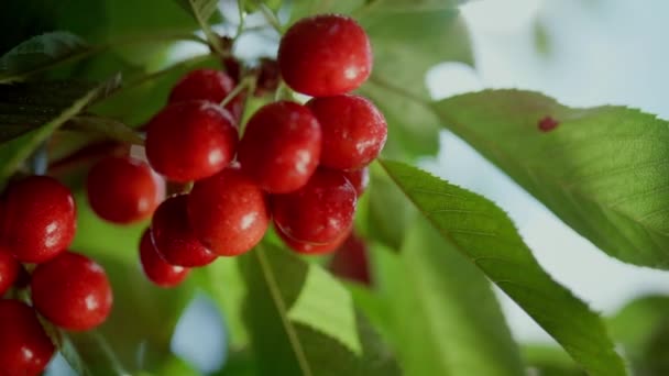 Färska röda körsbär gren träd i sommar trädgård närbild. Säsongsdessert i Rwa. — Stockvideo
