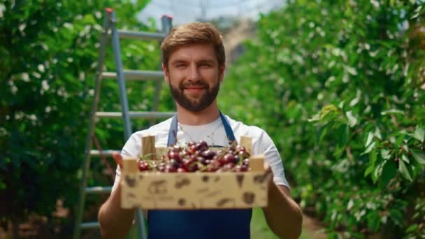 Azienda agricola che presenta ciliegina scatola eco alimentare in frutteto piantagione serra. — Video Stock