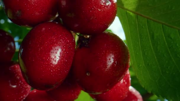 Зрізати свіжу вишневу гілку крупним планом. Концепція здорового вегетаріанського харчування . — стокове відео