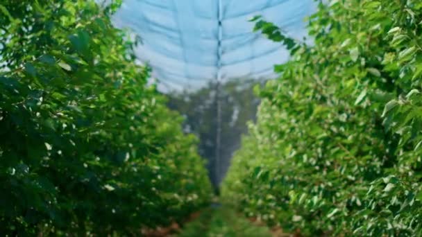 Gartenbäume, die auf landwirtschaftlichen Flächen wachsen und frische gesunde Lebensmittel auf dem Land produzieren — Stockvideo